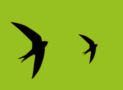 Contact Swift